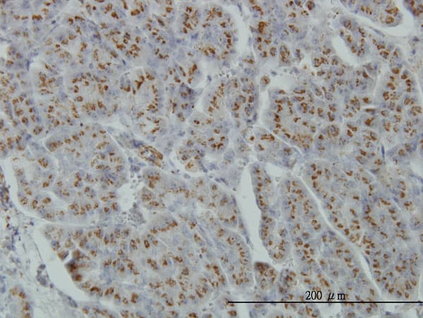 MGAT4A Antibody (clone 4H4)