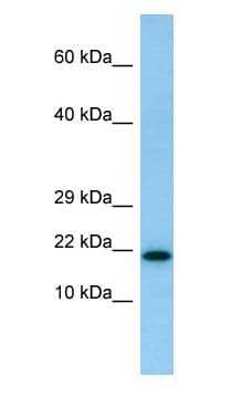 IL26 Antibody (N-Terminus)