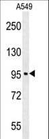 Polyclonal Rabbit anti-Human C15orf39 Antibody (aa938-967, WB)
