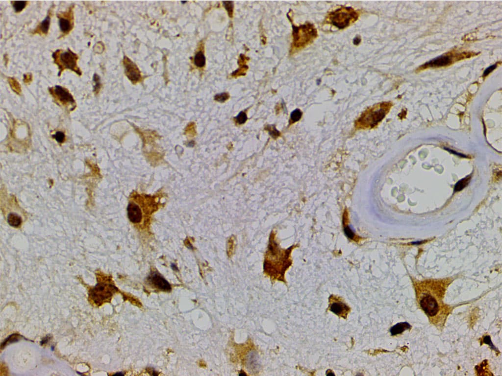 EFNB2 / Ephrin B2 Antibody