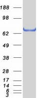 Human FOXP1 Protein (Recombinant Myc-DDK (Flag))