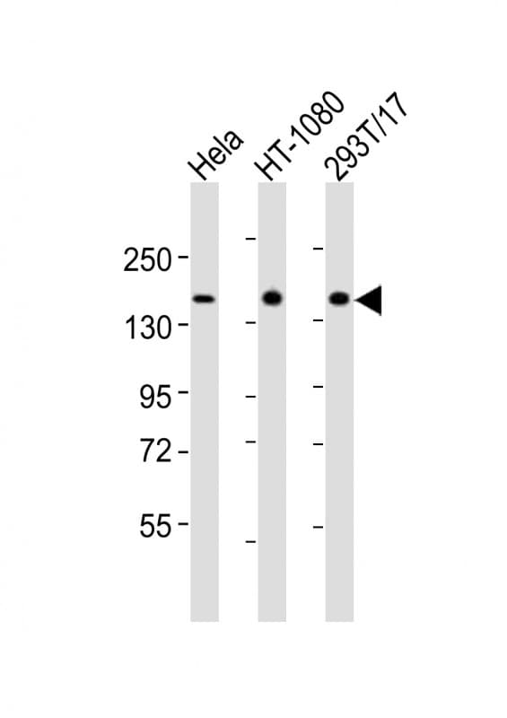 RAPGEF2 Antibody (aa1464-1498)