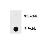PAK1 Antibody (phospho-Thr423)