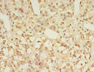 GPR3 Antibody