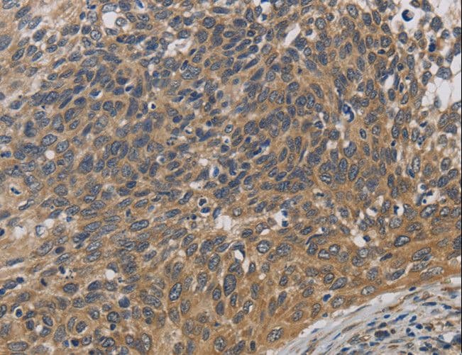 EMC8 / COX4NB Antibody