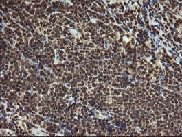 PROSC Antibody (clone OTI3A6, Carrier-free)