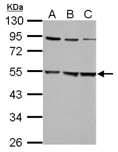 GLRA2 Antibody (aa1-216)