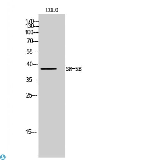 Htr5b Antibody