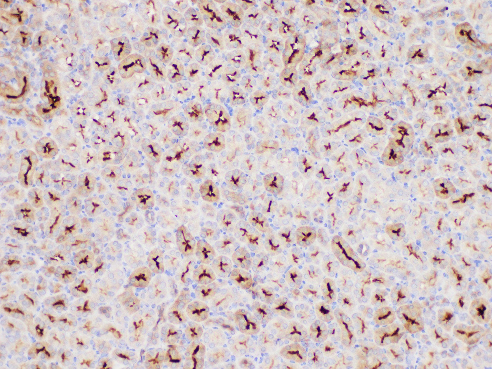 MIF Antibody