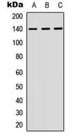 Polyclonal Rabbit anti-Human NFATC4 / NFAT3 Antibody (Internal, WB)