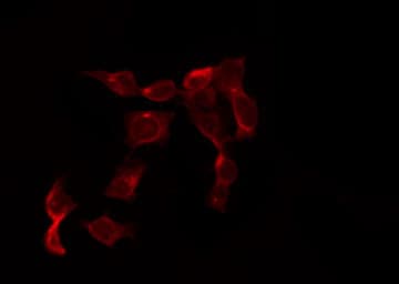 EGFR Antibody (phospho-Tyr1197)