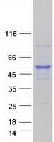 Human RRAGC / RAGC Protein (Recombinant Myc-DDK (Flag))