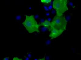 CD5 Antibody (clone OTI4H3)