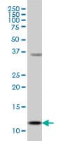 S100A13 Antibody (clone 3A7)