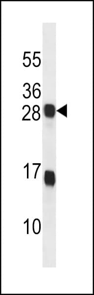 KDELR2 Antibody (aa183-211)