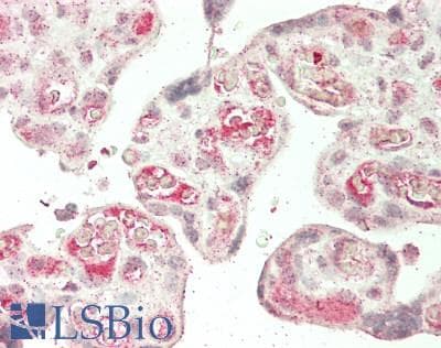 IHC-plus™ TEK / TIE2 Antibody