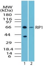 Polyclonal Rabbit anti-Human RIPK1 / RIP Antibody (aa350-400, WB)