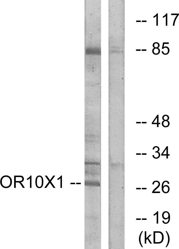 OR10X1 Antibody