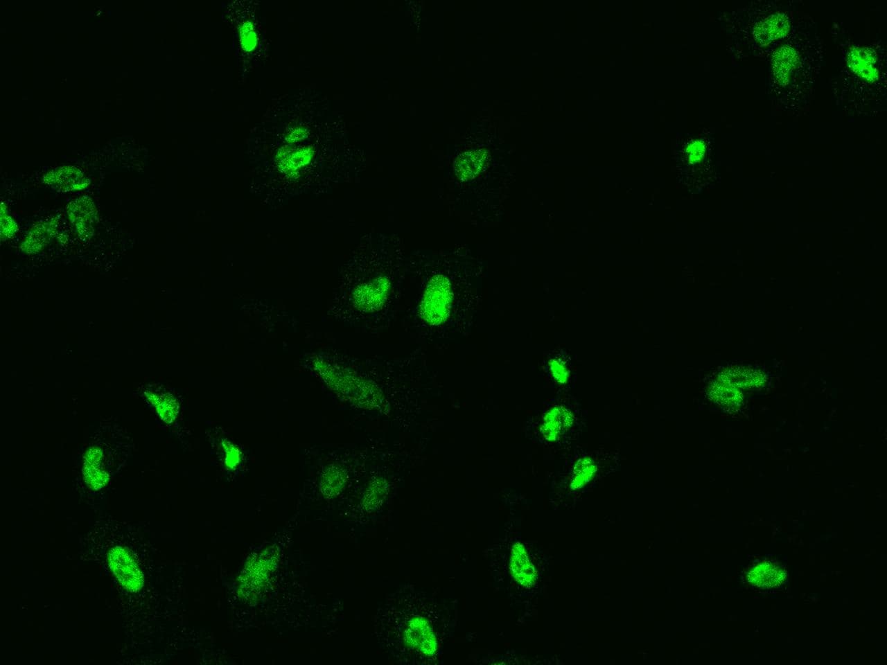 NFIB Antibody