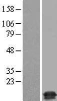 TMEM230 Protein (Over-Expression Lysate Myc-DDK (Flag))