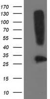 SNAP25 Antibody (clone OTI 1E6)