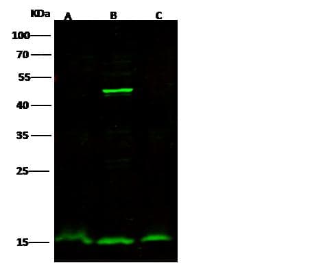 LGALS7 / Galectin 7 Antibody (Preservative Free)