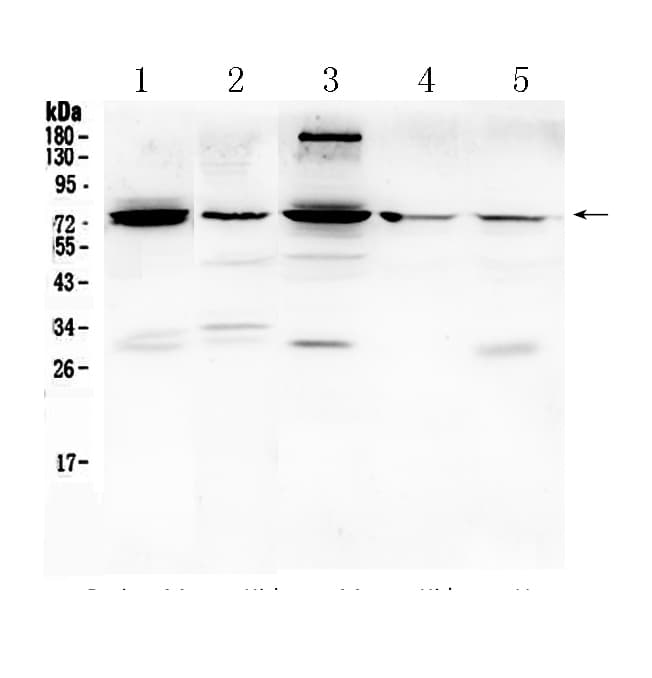 PTGS2 / COX2 / COX-2 Antibody