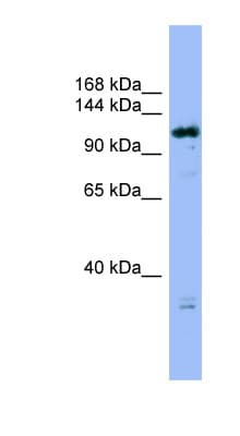 Polyclonal Rabbit anti-Human HAUS6 / FAM29A Antibody (C-Terminus, WB)