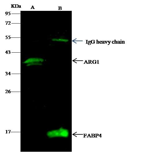 V5 Tag Antibody (clone 01, Preservative Free)