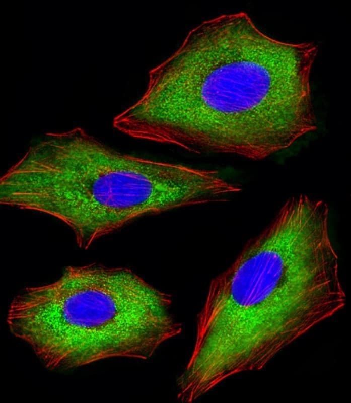 CDK5 Antibody (clone 1552CT262.105.8)