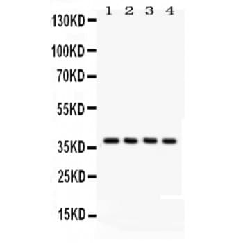 COPS5 / JAB1 Antibody (aa8-334)