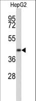 ERGIC3 Antibody (aa1-30)