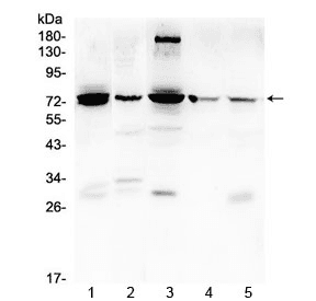 PTGS2 / COX2 / COX-2 Antibody