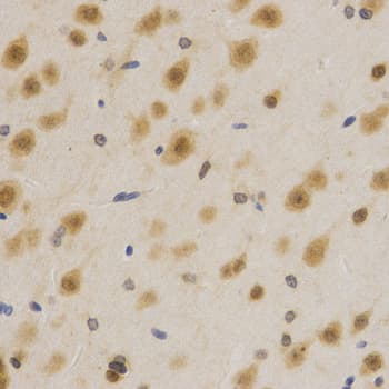 ELAVL1 / HUR Antibody