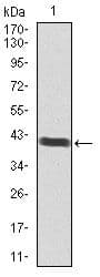 Monoclonal Mouse anti-Human BRN2 / POU3F2 Antibody (clone 6H12, Amino Acid: 214-362, WB)