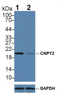 Cnpy2 / TMEM4 Antibody (aa21-182)