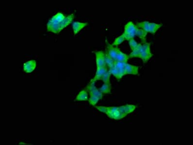 SPTBN1 / ELF Antibody