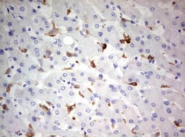 Monoclonal Mouse anti-Human CD68 Antibody (clone OTI8A4, aa22-319, IHC, WB)