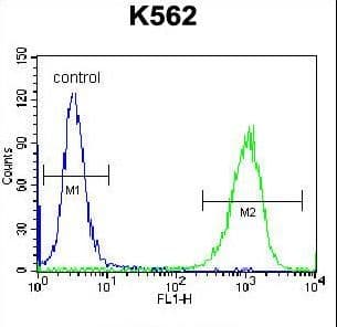 GOLGA5 Antibody (aa381-408)