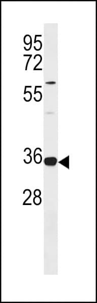 TRNAU1AP / TRSPAP1 Antibody (aa160-186)