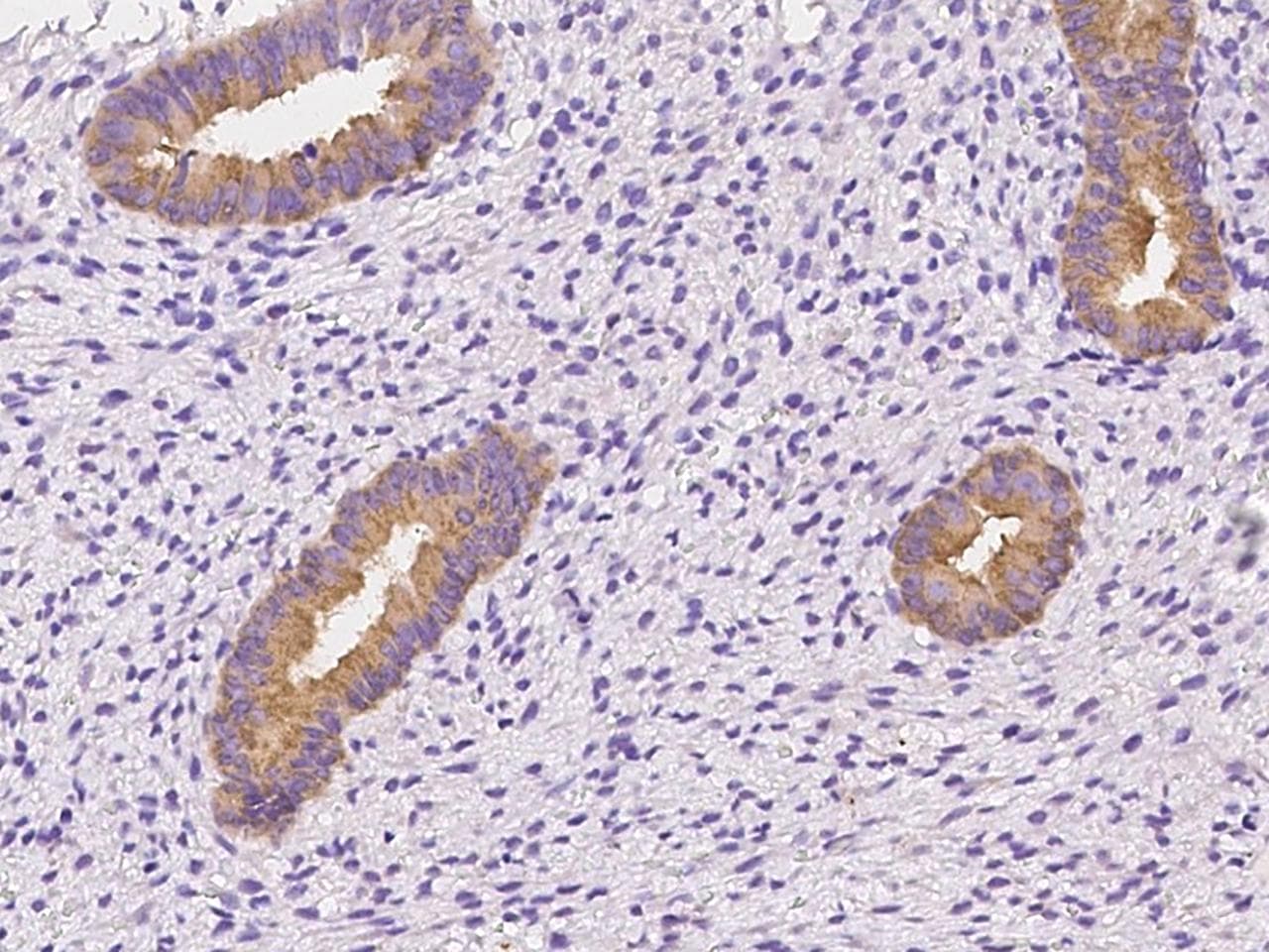 OXR1 Antibody