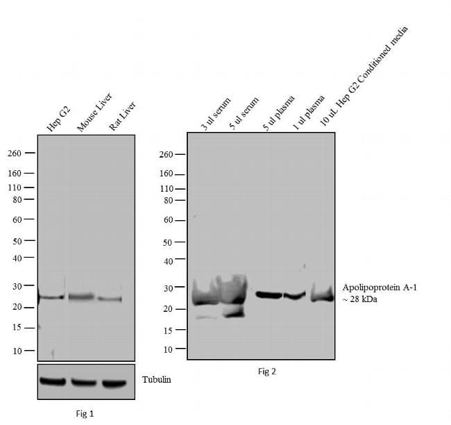 APOA1 / Apolipoprotein A 1 Antibody (clone 6001)