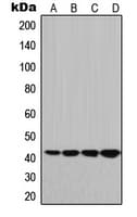 HLA-G Antibody (Internal)