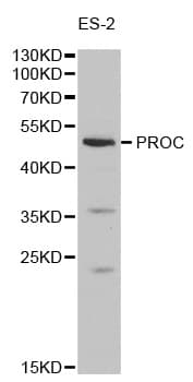 PROC / Protein C Antibody