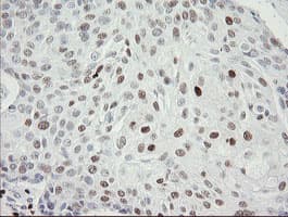 MAFB Antibody (aa32-320, clone OTI1E9)