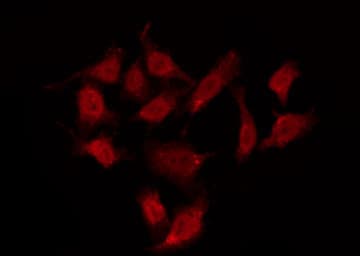 GPR37L1 Antibody