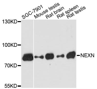 NEXN / Nexilin Antibody