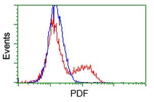PDF / PLAB Antibody (clone OTI3F3)