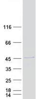 Human MSANTD3 Protein (Recombinant Myc-DDK (Flag))