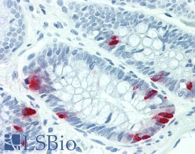 Peptide YY / PYY Antibody (aa30-98)